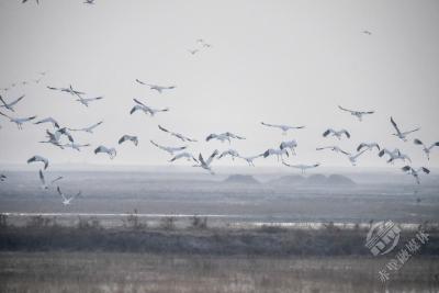 特稿：中俄“生态接力”守护候鸟迁徙通道 