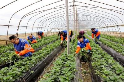 华新水泥（赤壁）有限公司志愿服务进草莓园 暖心助农解民忧