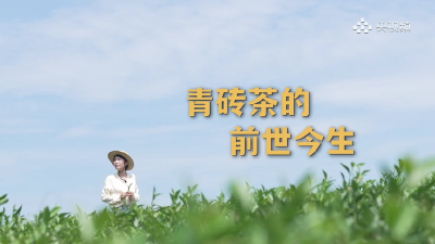 多国定档播出！央视推出宣传片《青砖茶的前世今生》