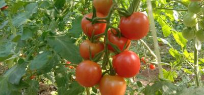 高价小番茄的“樱”谋将被“拆穿”！汉产冬季圣女果提早上市，有望拉低市场价