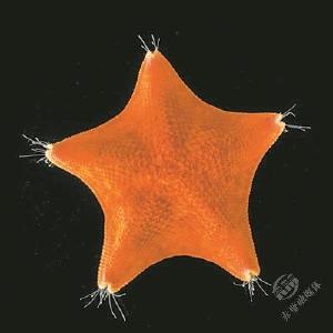 海星没有头？其实它整体就是个“头”新研究揭示神秘星形物体演化