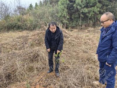 赤壁市林业局深入乡镇指导预防造林苗木防冻害工作