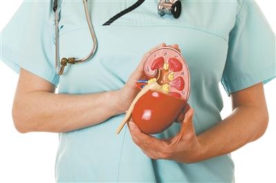 科研人员发现尿路颗粒物清除新机制防止结石，肾脏里有群“清道夫”