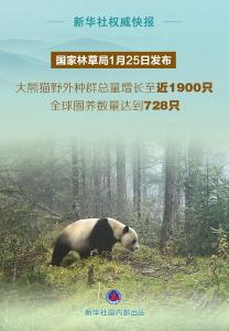 大熊猫野外种群总量增长到近1900只