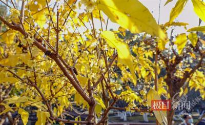 汉口中山公园蜡梅绽放，揭开新年赏花季帷幕