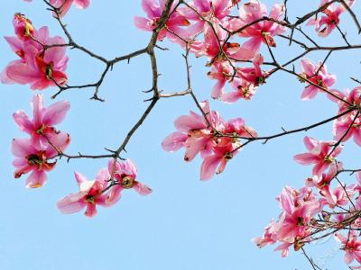 湖北赤壁：玉兰花开映蓝天