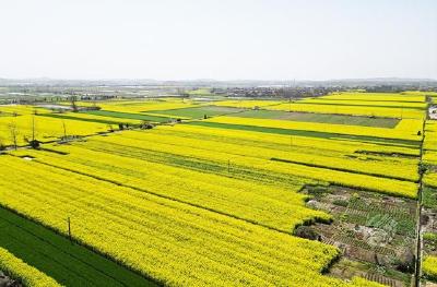 约起！赤壁这些地方油菜花海来袭~