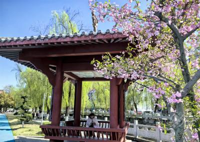 湖北赤壁：一城春色半城花 满目春景入画来