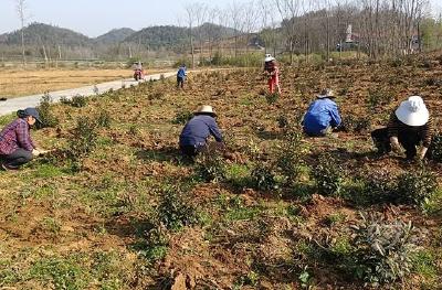 羊楼洞茶场：绿色茶园奏响春耕农忙交响曲