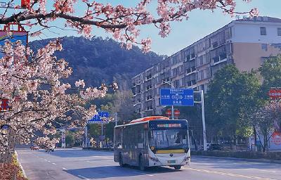 湖北赤壁：城区樱花始盛开