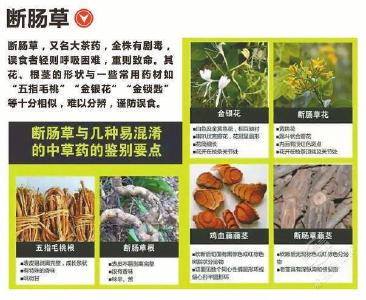 谨防误食野生毒蘑菇等有毒动植物