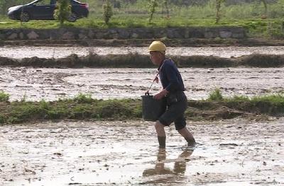 湖北赤壁：加快推进双季稻种植 助力农民增产增收