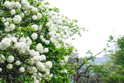 湖北赤壁：满树绣球花绽放 绿白相间引人来