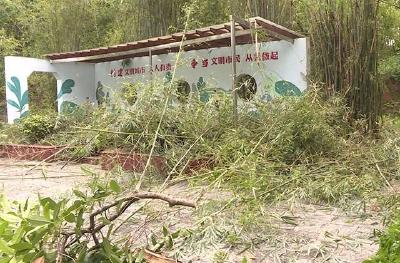 市城管执法局：修剪复壮受损树木 恢复整洁美观环境