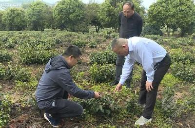 标准引领助提升 科技赋能促发展 赤壁市举办茶产业（种植）标准化生产技术培训