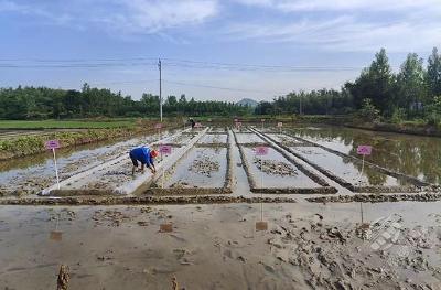 实施化肥农药“双减”行动，赤壁市多举措推进农业面源污染治理