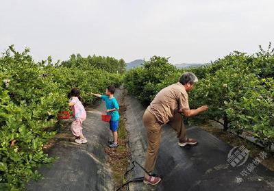 湖北赤壁：蓝莓抢鲜上市 开启初夏“莓”好时光