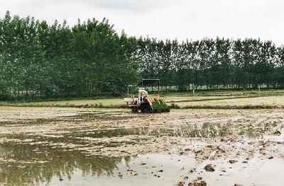 赤壁市水稻机插秧同步测深施肥全面展开