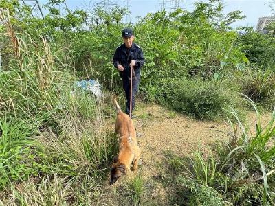 警犬无言忠诚无声 他带着它们保卫一方平安  民警杨文涛和他亲密的“警犬战友”