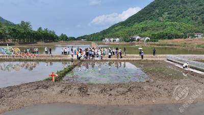 湖北赤壁：大山深处“忘忧村落” 孩子们踩泥下田不亦乐乎