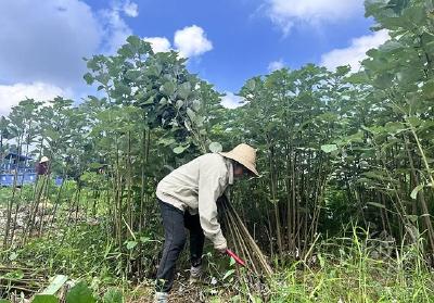 湖北赤壁：机收苎麻“隆隆响” 赚得黄金“一万两”