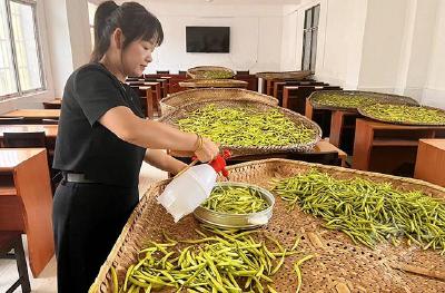 湖北赤壁：黄花花 顶呱呱 增收致富看好它