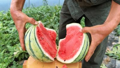 湖北赤壁：西湾村的西瓜熟啦！快来吃！