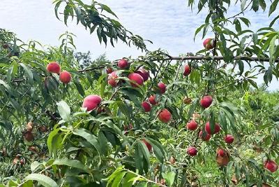 又脆又甜 快来尝鲜！神山镇黄桃“挑逗”上市