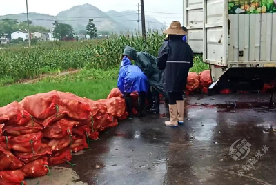 湖北赤壁：抢天抢地抢雨期 60名工人抢玉米