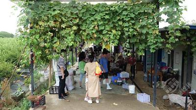 湖北赤壁：采摘+农家乐 乡村旅游正热
