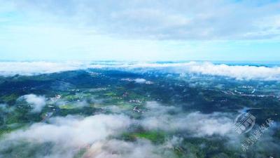 湖北赤壁：云绕山间绿意盎然 雨后茶乡景美如画