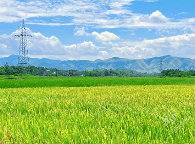 湖北赤壁：立秋时节“丰”景好 瓜果飘香稻谷黄