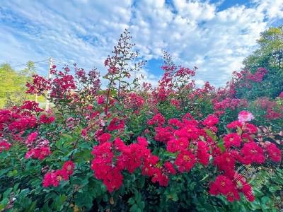 湖北赤壁：紫薇花开 夏意正浓
