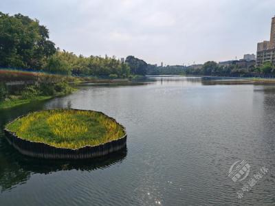 鱼翔浅底重现！ 赤壁杨家湖由“污”转“清”变“美”