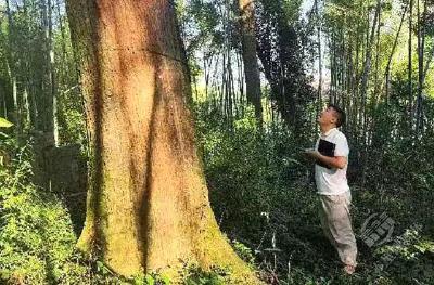 湖北赤壁：一树一策一名片 古树名木有了“身份证”