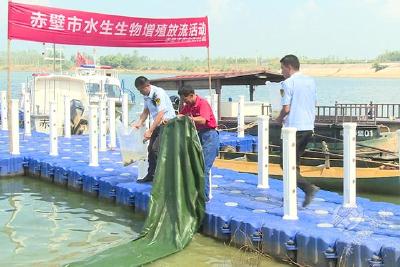 湖北赤壁：12.9万尾中华沙塘鳢鱼苗投入皤河