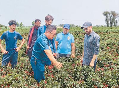 中企订单农业合作,巴基斯坦农户种辣椒致富