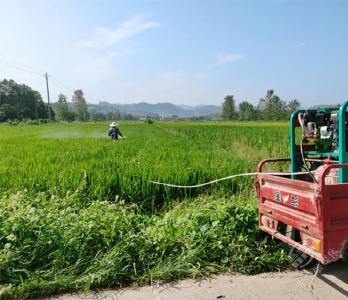 湖北赤壁：“一喷多促”助力秋粮稳产增收