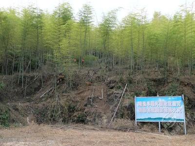 官塘驿林场：防患未“燃”清理倒伏竹子　筑牢森林防火安全屏障