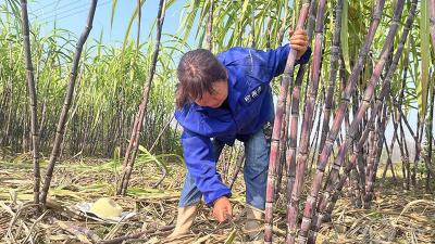 咸宁赤壁：从田里甜到心里！茶庵岭镇甘蔗熟了