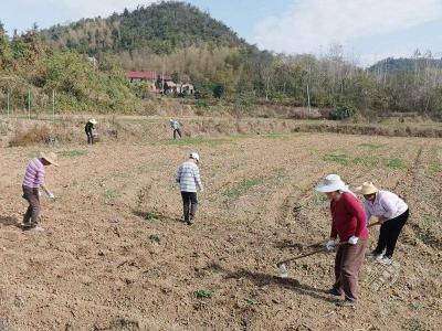 市两山投资公司：抢抓秋冬种 提高土地利用率