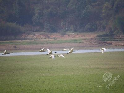 湖北赤壁：万鸟翔集觅食栖息 湿地迎来迁飞旺季