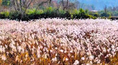 湖北赤壁：芦荻花盛开 似雪醉游人