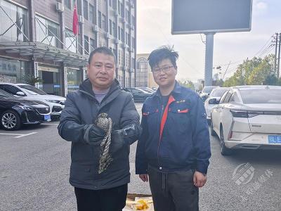 赤壁市林业局成功救助国家二级保护动物雀鹰