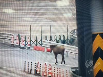 马匹掉落高速公路 多方巧妙围堵救援