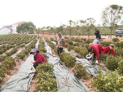 湖北赤壁：好茶七分管 蓄势在明前