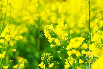 湖北赤壁：春风拂面菜花香 蜜蜂采蜜花间忙