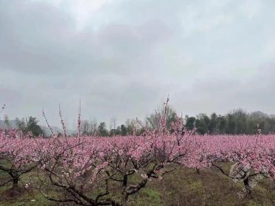 湖北20条赏花线路发布！相约赤壁，遇见花开~