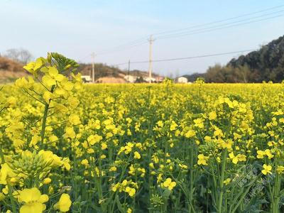 凤凰山社区七里冲邀您共赏三月的油菜花海