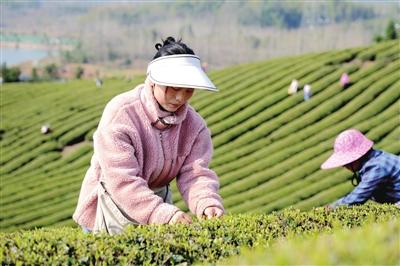 香城都市整版聚焦赤壁春茶上市：春茶抢“鲜”上市 16.5万亩茶园开启“黄金采摘季”